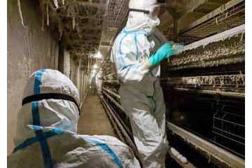 鹿児島県で鳥インフル確認 画像