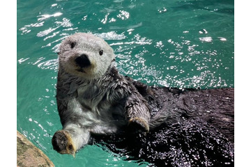 国内唯一のオスのラッコ・リロくん亡くなる 追悼の声溢れXトレンド1位に 画像