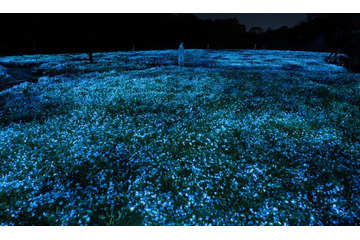 「チームラボ ボタニカルガーデン 大阪」ネモフィラが暗闇に光り輝く作品公開 画像