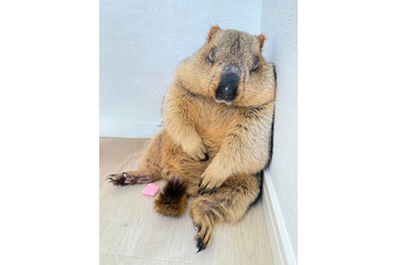 日本初のマーモットカフェ、東京・野方に誕生 可愛いふわふわマーモットたちがお出迎え 画像