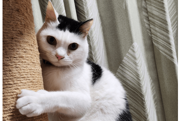 一日中ご飯をねだる猫　妻が”猫の愚痴”をいうと→まさかの行動を！？ 画像