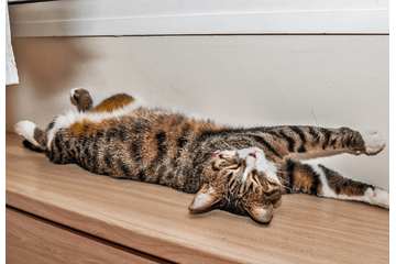 日向ぼっこをする愛猫。予想外な事が起きるも”冷静で”…「愛おしい」「かわいい」 画像