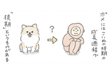 ポメラニアンは成長中の換毛期に「サル」のようになる…?! でもかわいさは今も昔も変わらない【うちのむっくはいつも楽しそう #８ 】 画像