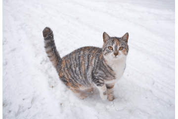 雪の日に外に出た猫。16歳になった現在の様子に…「まるで犬」「常識は当てはまらない」 画像