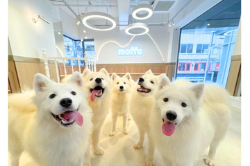 「サモエドカフェmoffu」大阪・心斎橋にオープン “もふもふ天国”でくつろぐ癒しを体験 画像