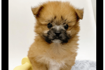 ペットショップで一目惚れした愛犬　昔の写真を見返すと⇒成長した後の変貌に「驚いた」「笑顔になった」 画像