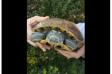 ベランダで飼っている亀　なぜかエレベーターの近くで発見⇒「なんでここに？！」亀がいた”まさかの理由”に驚愕 画像