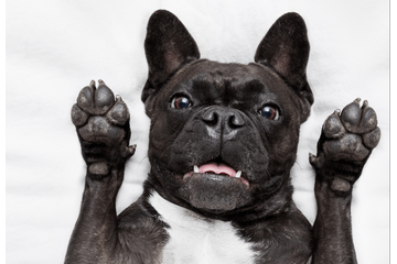 帰宅しても”お迎えしない愛犬”に違和感…心配で寝室を覗くと⇒愛犬「しまった！」まさかの行動に爆笑！？ 画像