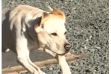 甘えん坊なラブラドール。庭でボール遊びをすると⇒まさかの豹変に「うっそぉ」「家族で大笑い」 画像