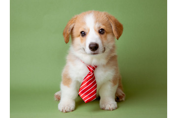 嫌いな上司の前では「子犬になる」のが正解⁉ 総資産「数百億円」を築いた実業家が実践した「苦手な人との関わり方」 画像