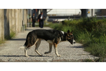 W杯準備のロシア、また野良犬と猫を大量処分か 画像