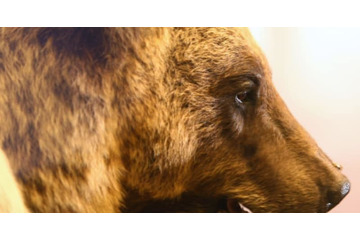 なんと熊が審判にボールを渡す！ロシアW杯で仰天企画が計画中！？ 画像