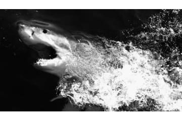 21歳のサッカー選手、サメに食い殺される 画像