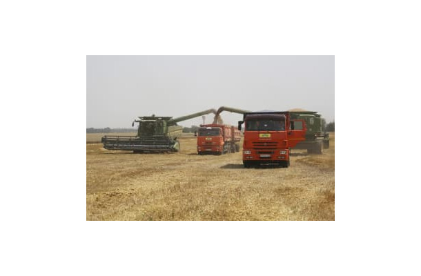 ロシア・トビリスカヤの小麦畑での収穫作業＝2021年7月（AP＝共同）