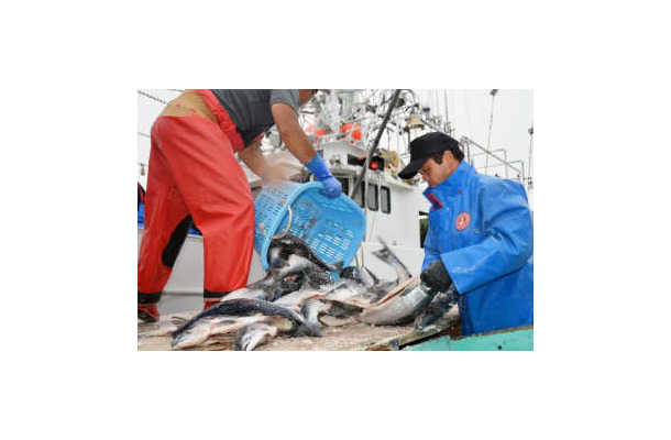 2015年、ロシアの排他的経済水域内で操業する流し網漁船から水揚げされたサケ＝北海道根室市の花咲港