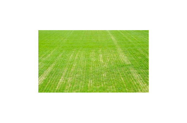 何者かが「芝に除草剤散布」…RBライプツィヒの試合会場が変更に