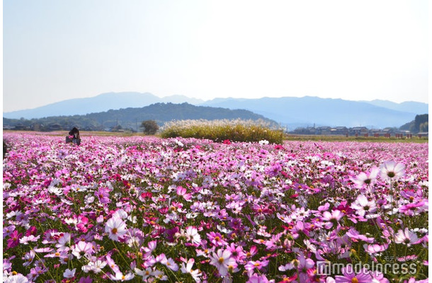 奈良県橿原市／藤原宮跡（C）モデルプレス