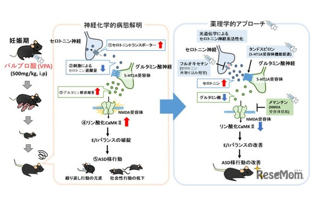 研究手法・研究成果