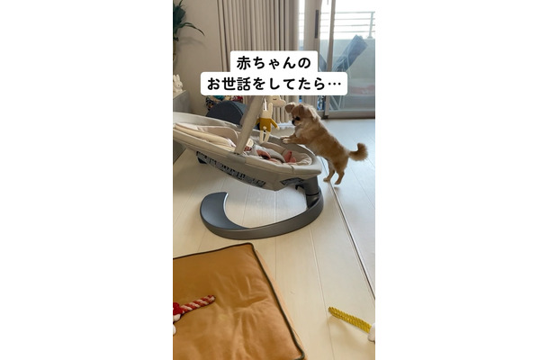 【心臓が弱い方は見ないでください】昼と夜、別人のような顔を持つ愛犬に驚愕…！赤ちゃんのお世話をよく手伝ってくれる優しいチワワが夜に人目を盗んでしていたこととは