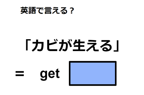 英語で「カビが生える」はなんて言う？