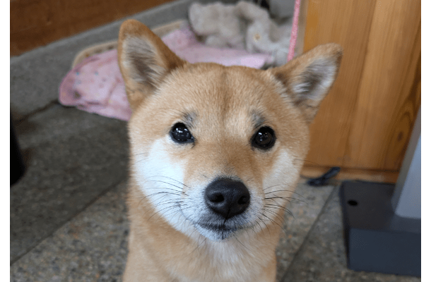 事務所に預けている柴犬　まさかの勘違いに…「ごめんね」「寂しがり屋」