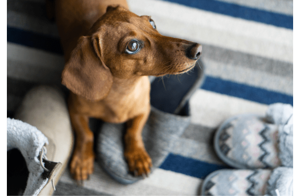 仕事から帰宅後…家用のスリッパが消えた！？愛犬を見つけた瞬間、予想外の状況に「子守りしてる？」
