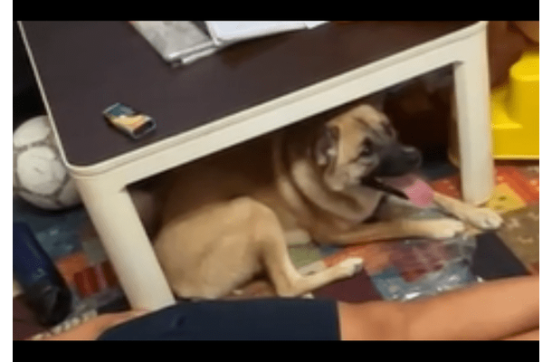 箱の中身が気になる愛犬　中身を取り出した瞬間⇒予想外の行動に「そんなに驚く？」「家族全員で大笑い」