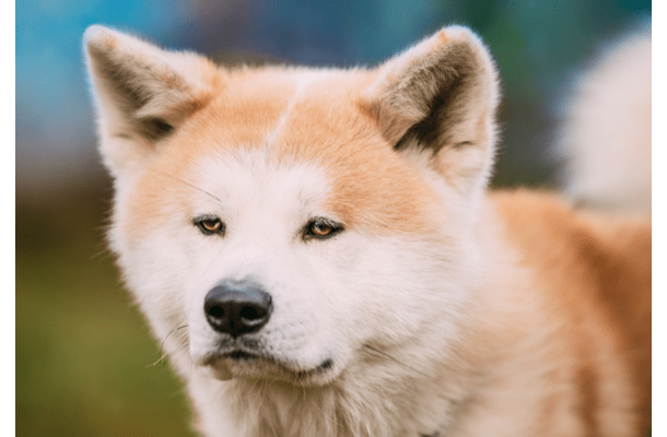 一人にしか懐かない秋田犬…散歩に行くと「忠犬じゃないの？」⇒愛犬の”まさかの行動”に驚いたワケとは！？