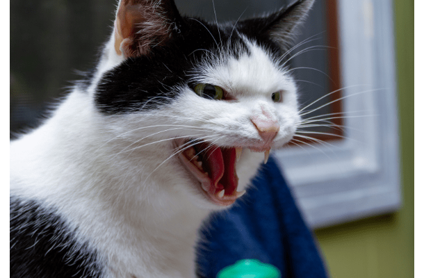 なぜか唸り声を出す猫　慌ててリビングにいった瞬間⇒まさかの行動に「強敵だ」「残念だったね」