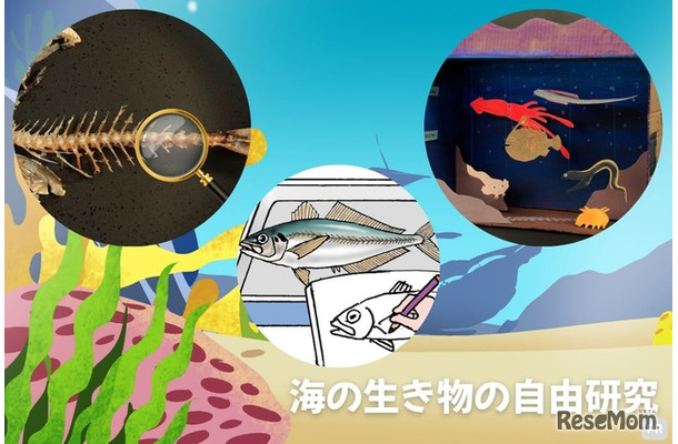 海の生き物の自由研究