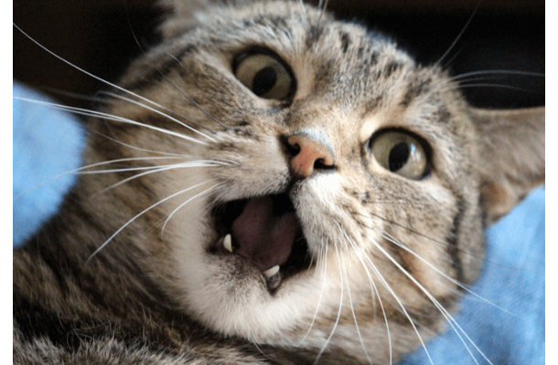 いつも飼い主に擦り寄る猫　しかし帰ってきた瞬間⇒猫「くさっ！」まさかの理由に「え？」「そんなに？」
