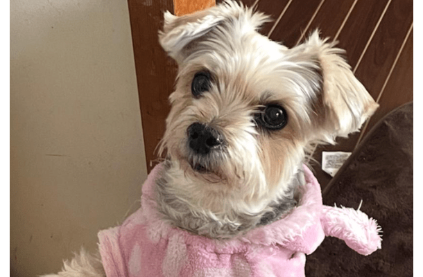 ご飯待ちの愛犬…いつもはお座りだけど⇒ご飯直前に”まさかのポーズ”で「ごめんね」「かわいすぎ！」