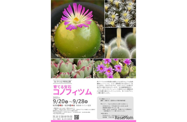 コレクション特別公開「育てる宝石・コノフィツム」