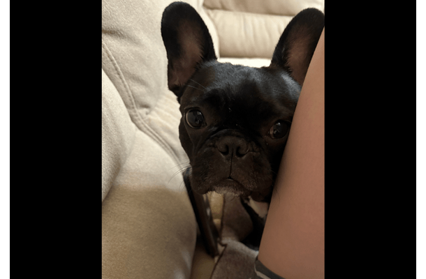 おやつが大好きなブルドッグ　飼い主がお菓子を食べていると…→予想外な場所からの覗きに「そんな目で見ないで〜」