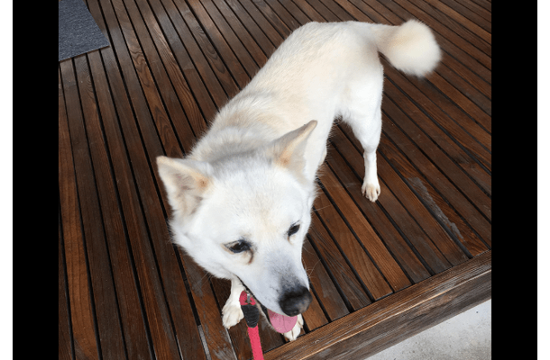 散歩に大喜びな愛犬　しかし、リードを付けた瞬間⇒玄関から”動かない理由”に「どっちなの？」「しっぽだけは元気」