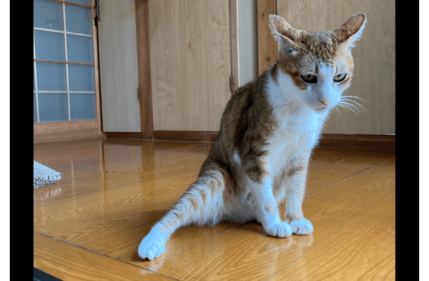 2階のベランダから落ちた愛猫　病院では異常なく家に帰ると…⇒まさかの様子に「すごいな～」「甘えたかったのかな」