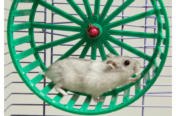 暗闇で回し車を走るハムスター そっと電気をつけてみると⇒見せた“意外な表情”にほっこり