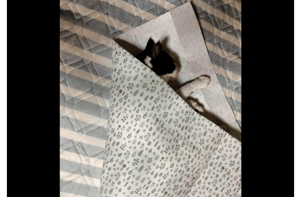 保護猫を飼う飼い主　猫がゴロゴロしていると⇒まさかの状態に「猫クレープ」「自分で包まった」