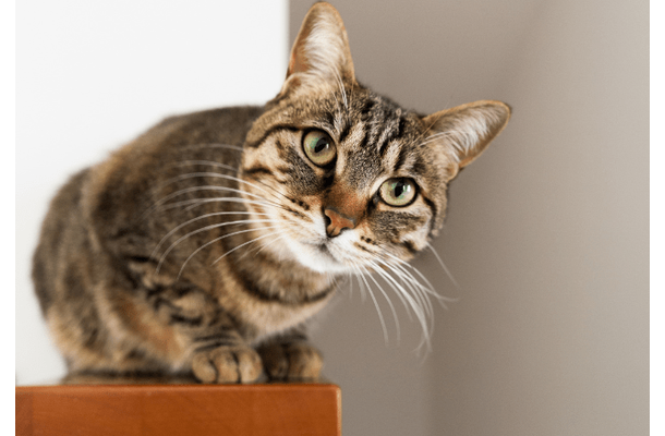 テレビの料理番組が好きな猫　大好きな食材が映ると…⇒まさかの興奮状態に「思わず笑った」