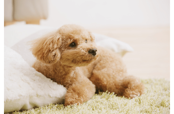 エアコンの風が好きな犬　お気に入りのぬいぐるみを集めると⇒思いがけない行動に「なんて可愛いの！」