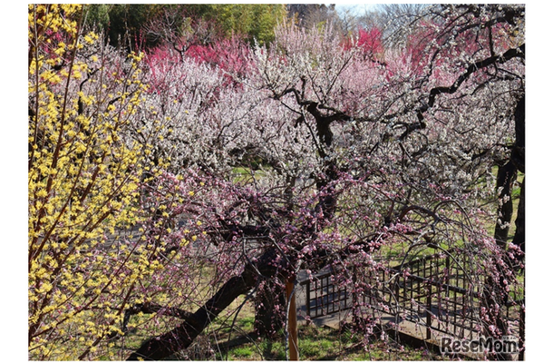 うめ園（2025年撮影）