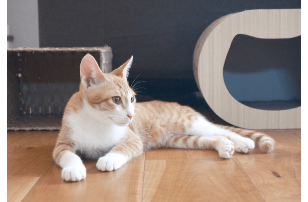 リモートワーク中…愛猫が資料チェック！？⇒敬語で報告した結果「にゃんこ上司」「上司の巡回」