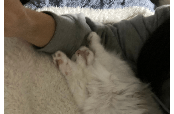 大人しい性格の子猫　保護してから1週間が経つと⇒まさかのポーズに「おっさんみたい」