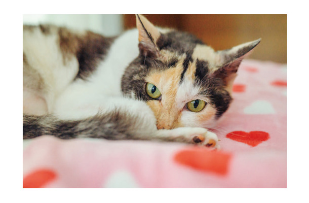 いつもありがとう！ やすらぎ治療室の看板猫・ミケちゃんの「ひまわりスマイル」に今日も癒される【ミケちゃんとやすらぎさん #２】