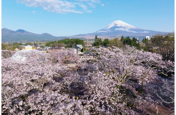 Spring Festival 2026/提供画像