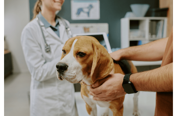 診察台を拒否する愛犬　獣医の“まさかの最終手段”に⇒豹変し「え！」「先生に感謝」