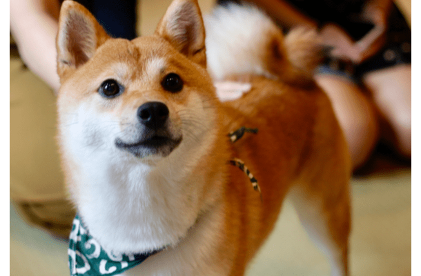 帰宅すると…リビングに散乱したクッション⇒柴犬の必死な行動に「バレバレだよ」