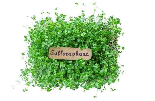 血糖値が10％ダウン、肝臓の数値も10％以上改善。エビデンスが証明するスーパー野菜「ブロッコリースプラウト」の実力とは【お茶の水女子大 食物栄養学科教授が解説】