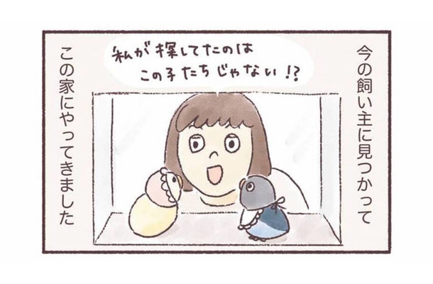 同じ誕生日、同じケースにいた2羽のインコ。偶然の出会いから始まるインコとの暮らし【うちのインコたちは今日もおしゃべり #１】