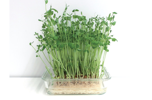 野菜なのにたんぱく質が豊富⁉「豆苗」の栄養、実はすごかった!医師が健康メリットを解説